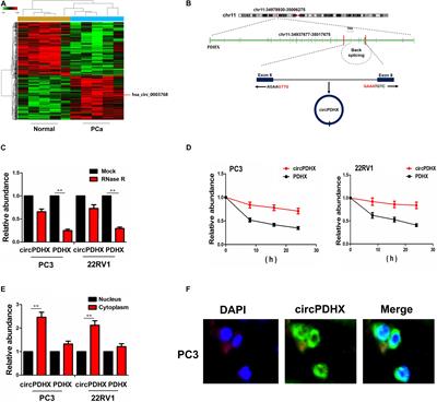 Circular RNA_PDHX Promotes the Proliferation and Invasion of Prostate Cancer by Sponging MiR-378a-3p